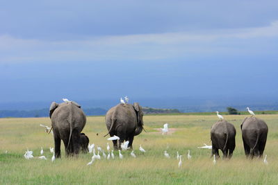 Sheep grazing on grassy field