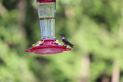 Hummingbird on bird feeder