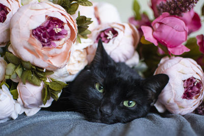 Close-up of a cat lying on bed at home