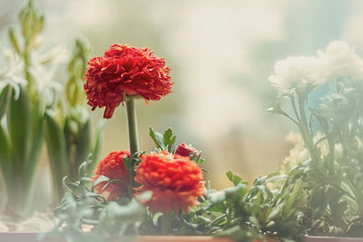 Close-up of red flowering plant