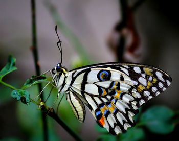 Close-up of butterfly on stem