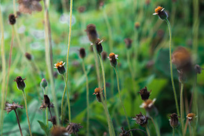 Close-up of flowering plants