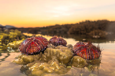 Close-up of blackberries in sea during sunset