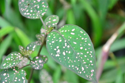 Close-up of fresh green leaves on plant