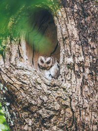 Close-up of tree trunk