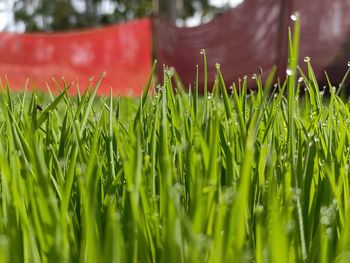 Close-up of fresh green grass in field