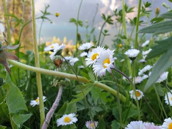 Close-up of white flowering plants