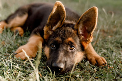 German shepherd is sad lying on the grass in the park