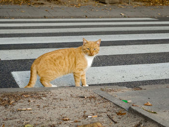 Cat standing on road marking