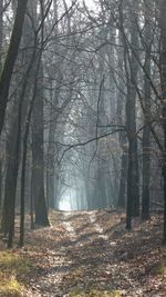 Trees in forest against sky