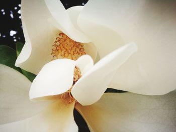 Close-up of white rose flower