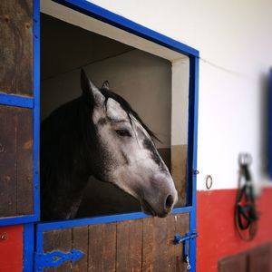 Horse in stable