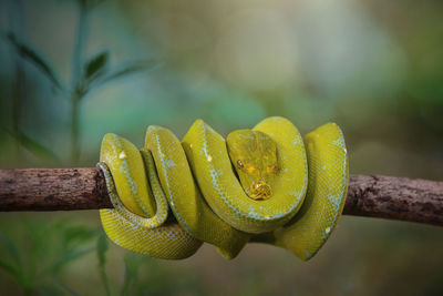 Close-up of snake on branch