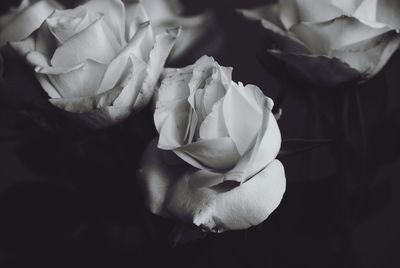 Close-up of white rose