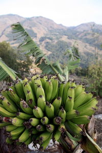 Close-up of bananas growing on tree against mountains