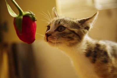 Close-up of a cat looking at flower