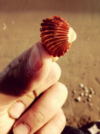 Close-up of hand holding leaf