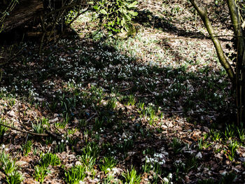 Plants and trees in park