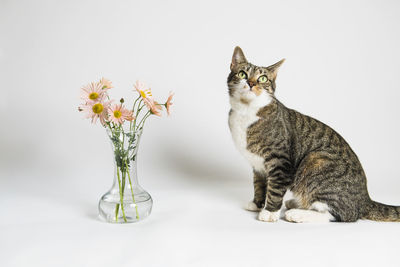 Cat sitting on table