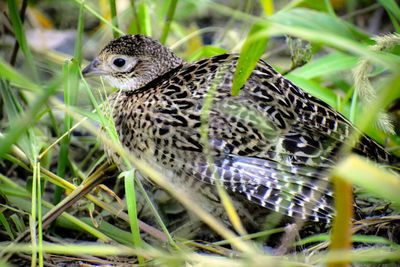 Close-up of a bird on field