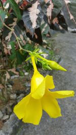 Close-up of yellow flower