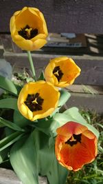 Close-up of yellow flower