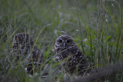 Close-up of bird on field