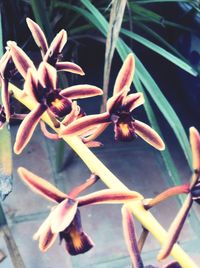 Close-up of flowers