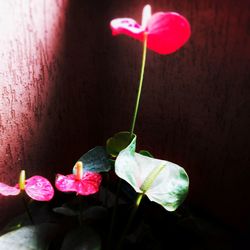 Close-up of pink flowers at night