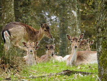 Deer in a field