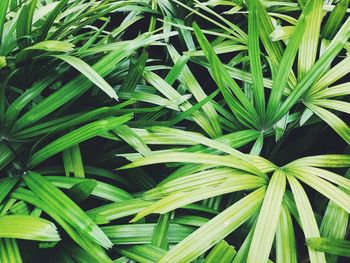 Full frame shot of green leaves