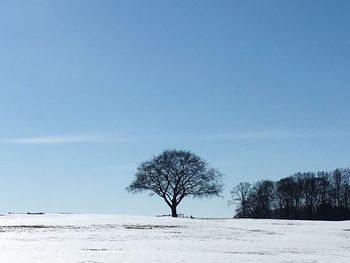 Trees on snow covered landscape against clear sky