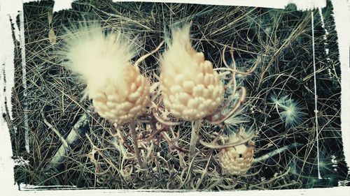 Close-up of plants