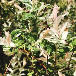 Close-up of insect on plant