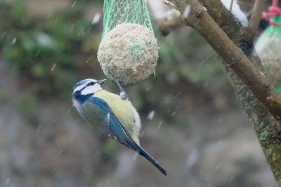 Close-up of bird perching on feeder