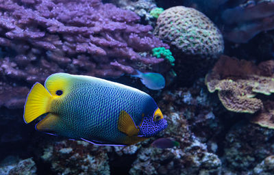 Close-up of fish swimming underwater