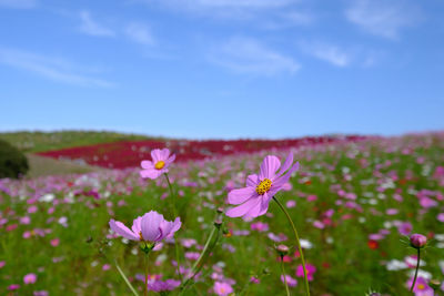 Close-up of cosmos flowers blooming on field against sky