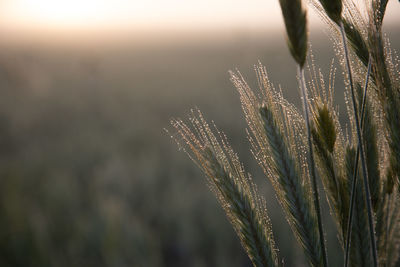 Golden sunrise harvest. summer's abundant grain fields of northern europe