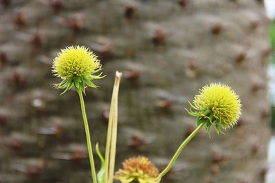 Close-up of yellow flowering plant on field