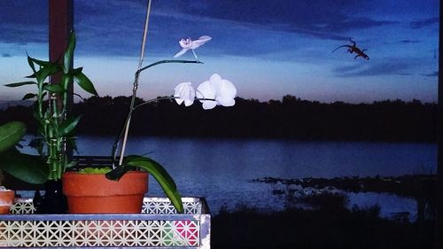 Close-up of flowers against calm lake