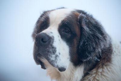 Close-up of dog