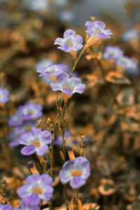 Close-up of purple flowering plant