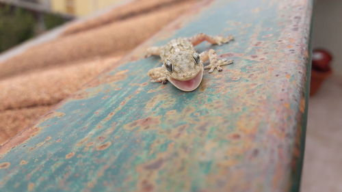 Close-up of hand feeding lizard