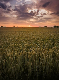 Scenic view of agricultural field against sky during sunset