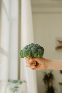 Fresh large broccoli cabbage in hand of human on residential white kitchen. healthy wellness eating 