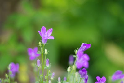 Close-up of purple flowering plant