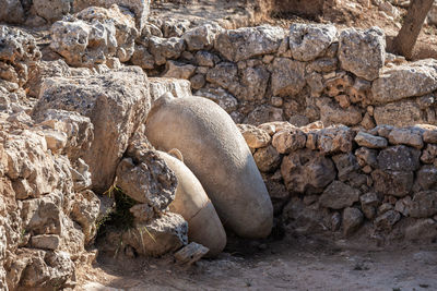 View of an animal on rock