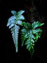 High angle view of flowering plant