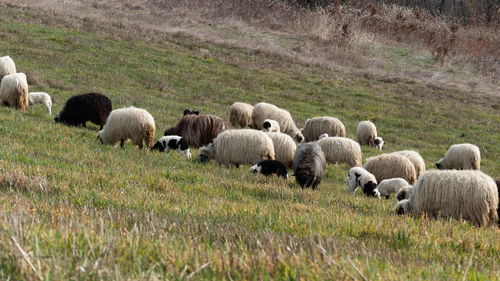 Sheep grazing in a field