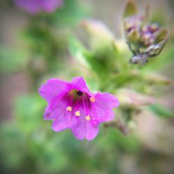 Close-up of pink flowers